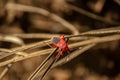 Red locust standing on a plant Royalty Free Stock Photo