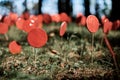 Red lollipops on stick against green grass, outdoor land art objects for environmental concept