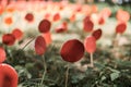 Red lollipops on stick against green grass, outdoor land art objects for environmental concept