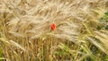 A red lonely poppy in a field of ripe wheat.