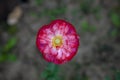 Red lonely poppy flower growing in the garden Royalty Free Stock Photo