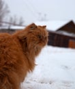 Red long hair cat Ginger walking in snow Royalty Free Stock Photo