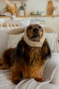 Red long haired dachshund in costume wearing deer horns sitting in light bedroom looking up