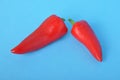 red long pepper on blue bacground Royalty Free Stock Photo