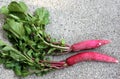 Red long radish, Raphanus sativus Royalty Free Stock Photo