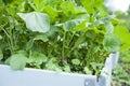 Red long radish salad lettuce leaves growing in the vegetable garden with raised beds Royalty Free Stock Photo