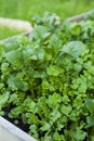 Red long radish salad lettuce leaves growing in the vegetable garden with raised beds Royalty Free Stock Photo