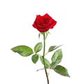 Red long stem rose Royalty Free Stock Photo