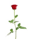 Red long stem rose Royalty Free Stock Photo