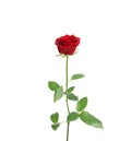 Red long stem rose Royalty Free Stock Photo