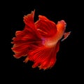 Red Long Tail Halfmoon Betta or Siamese Fighting Fish Swimming I Royalty Free Stock Photo