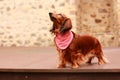 Red longhair dachshund lady standing proudly on a stage like a diva wearing a colorful bandana Royalty Free Stock Photo