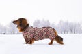 Red longhaired dachshund standing on snow in winter park, small dog walking outdoor close up and wearing winter clothing