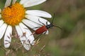 Red longhorn on a daisy