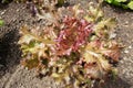 Red looseleaf lettuce salad plant at the plantation