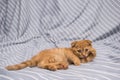 Red lop-eared cat breed Scottish fold lies and licks on a striped background Royalty Free Stock Photo