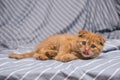 Red lop-eared cat breed Scottish fold lies and licks on a striped background Royalty Free Stock Photo