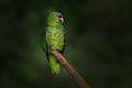Red Lored Amazon parrot Royalty Free Stock Photo