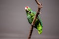 Red-lored Amazon Parrot (Amazona autumnalis) in Central America Royalty Free Stock Photo