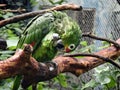 a Red-lored Amazon parrot clean its green feather on the branch Royalty Free Stock Photo