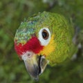 Red lored amazon parrot Royalty Free Stock Photo