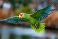 Red lored amazon parrot mid flight wings spread Royalty Free Stock Photo