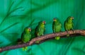 Red lored amazon parrots sitting together on a tree branch in the aviary, tropical bird from the amazon basin of America Royalty Free Stock Photo