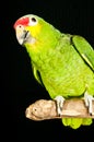 Red lored amazon rescued parrot Royalty Free Stock Photo