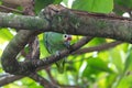 a red-lored parrot looks down curiously