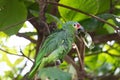 red-lored parrot puffs himself up