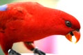 Red Lory Royalty Free Stock Photo