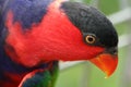 Red Lory Royalty Free Stock Photo