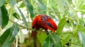 Red Lory Bird Royalty Free Stock Photo