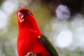 Red lory bird Royalty Free Stock Photo