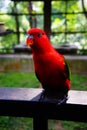 Red lory bird Royalty Free Stock Photo