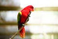 Red lory bird Royalty Free Stock Photo