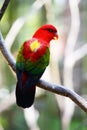 Red lory bird Royalty Free Stock Photo