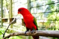 Red lory bird Royalty Free Stock Photo