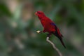 Red Lory bird Royalty Free Stock Photo