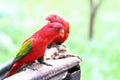 Red lory bird Royalty Free Stock Photo
