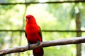 Red lory bird Royalty Free Stock Photo