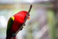 Red lory bird Royalty Free Stock Photo