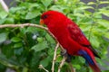 The red lory Eos bornea perched in the rainforest tree  on a tree branch, a species of parrot in the family Psittaculidae Royalty Free Stock Photo