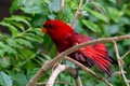 The red lory Eos bornea perched in the rainforest tree fanning feathers on a tree branch, a species of parrot in the family Royalty Free Stock Photo