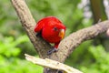 Close-up of a Red Lory in the Singapore Zoo Fragile Forest Enclosure Royalty Free Stock Photo