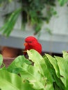 The red lory (Eos bornea) is a species of parrot in the family Psittaculidae. Royalty Free Stock Photo