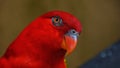 The red lory Eos bornea is a species of parrot Royalty Free Stock Photo