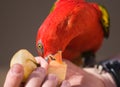 Red Lory Parrot Royalty Free Stock Photo