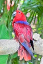 Red Lory Parrot in nature surrounding Royalty Free Stock Photo