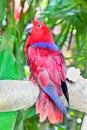 Red Lory Parrot in nature surrounding Royalty Free Stock Photo